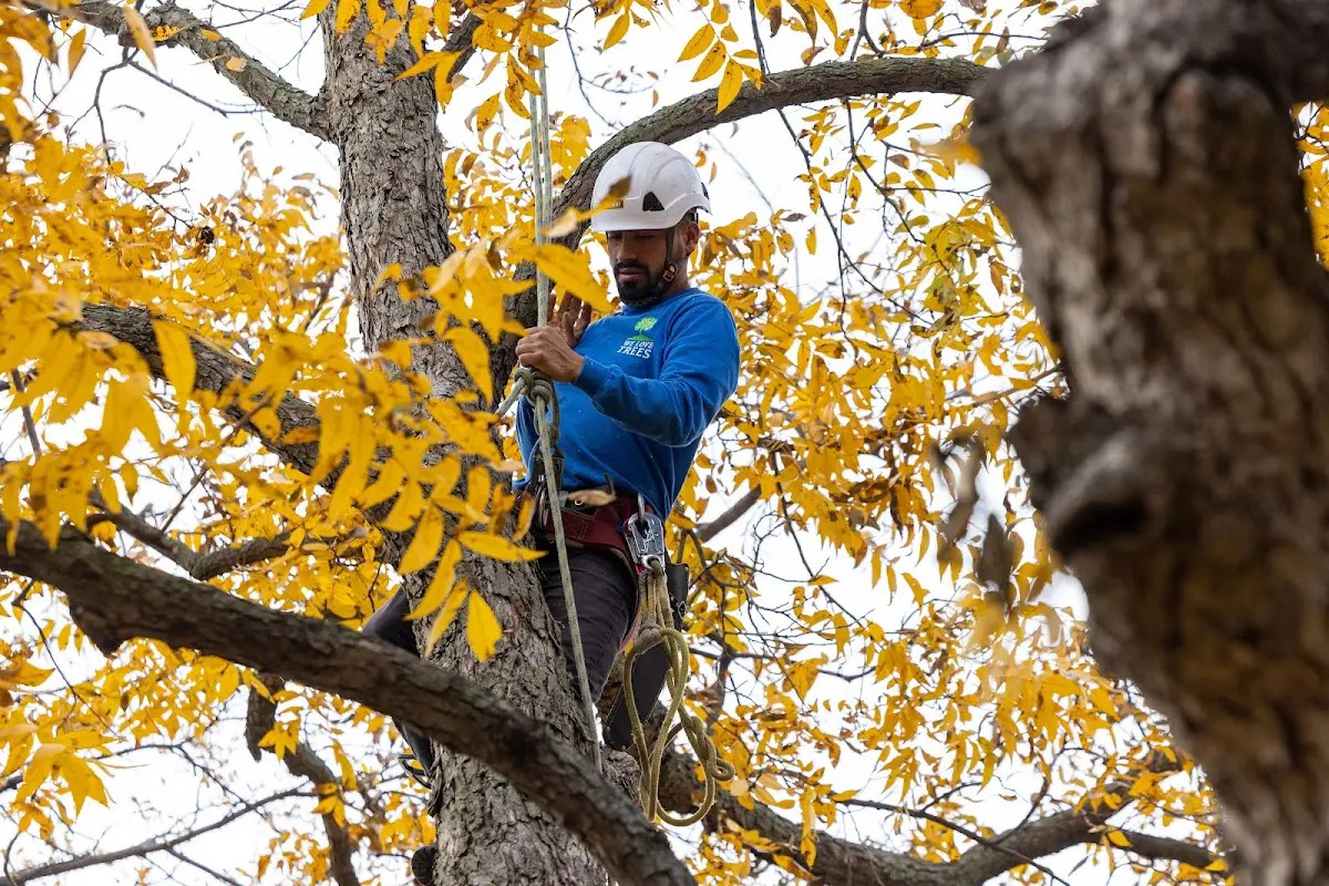 Skilled Tree Pruning crew working in North Waltham