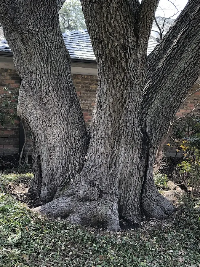Mature heritage tree close to a North Waltham property cared for by certified arborists